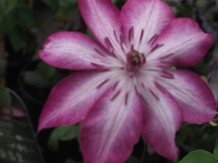 Clematis Picotee - Click Image to Close