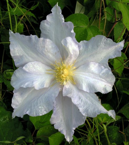Clematis Charlotte - Click Image to Close
