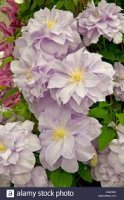 Clematis Louise Rowe