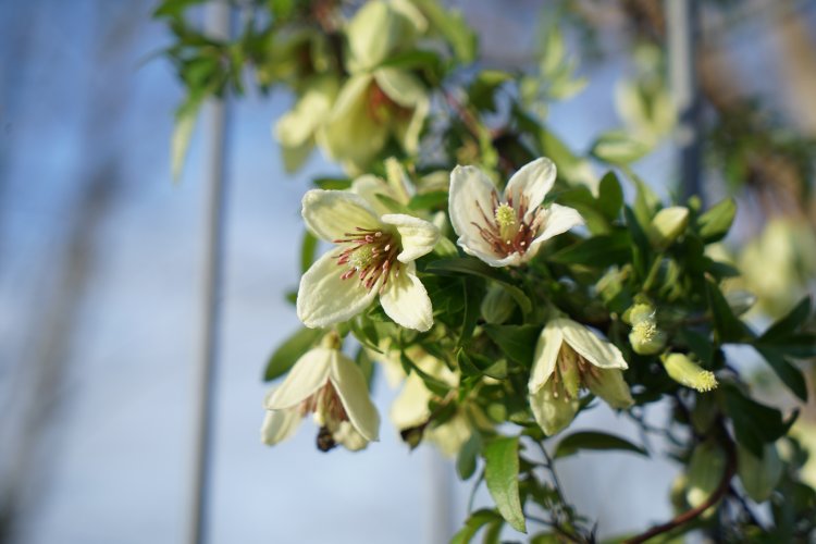 Clematis Christmas Surprise - Click Image to Close