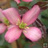 Montana Warwickshire Rose