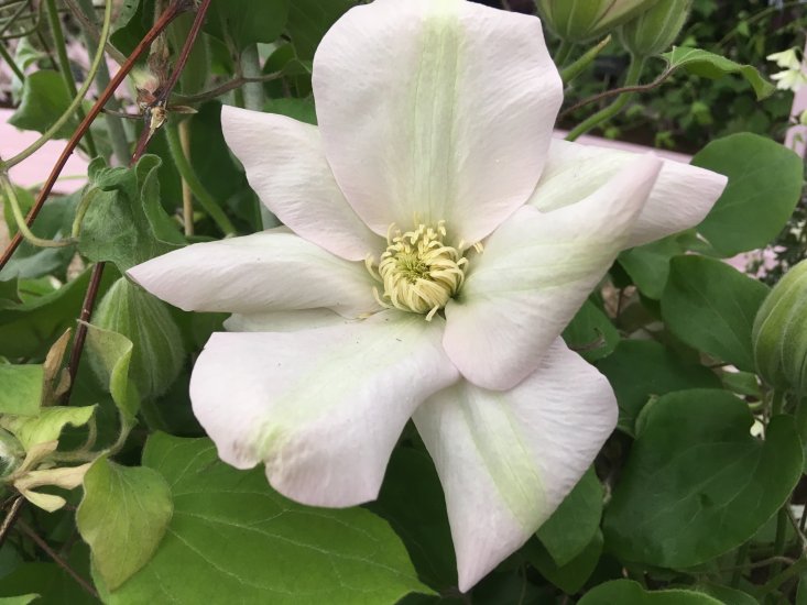 Clematis Jeannes Pink - Click Image to Close